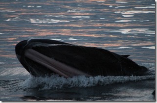 2013-08-16 Thomas Bay, Patterson hike, whales 181 (1024x661)