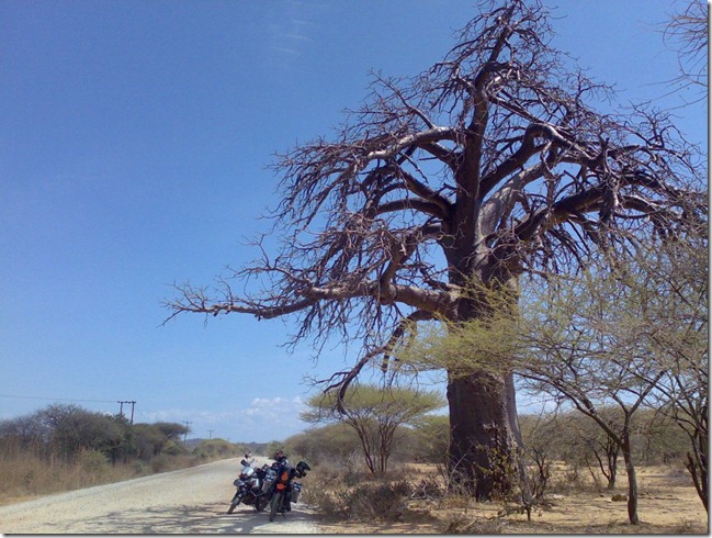 Baobab